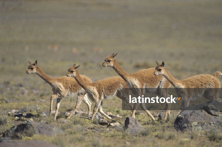 Vicuña (Vicugna vicugna) silvestre Andina camélidos, familia corriendo, velocidad de 45 kilómetros p