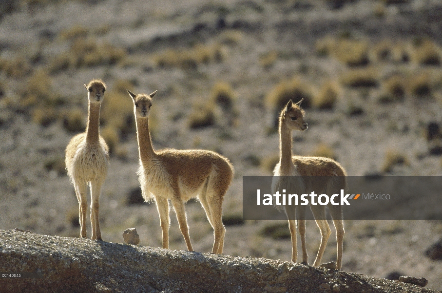 Camélidos silvestres Vicuña (Vicugna vicugna) de altos Andes explotados por su lana extremadamente f