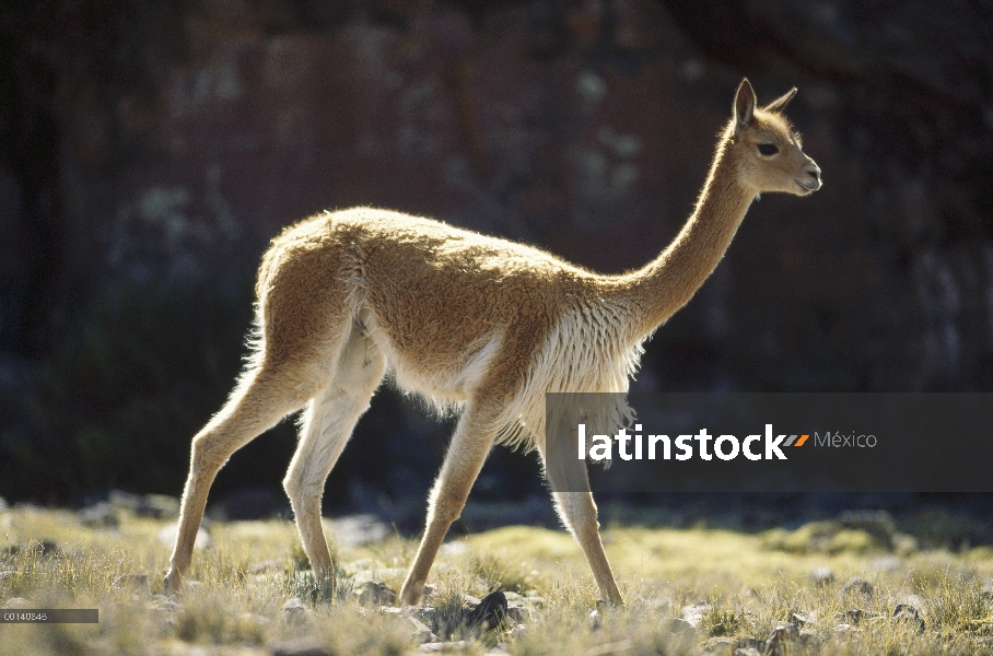 Vicuña (Vicugna vicugna) silvestre Andina camélidos, harem con macho en busca de rivales, reserva na