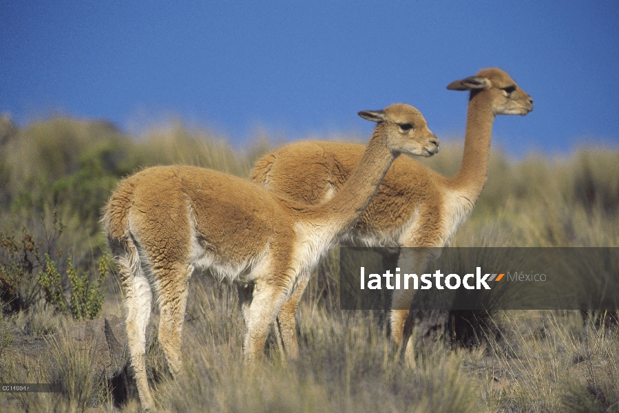 Par de Vicuña (Vicugna vicugna), wild camélido andino muy apreciado por muy fina lana, reserva natur