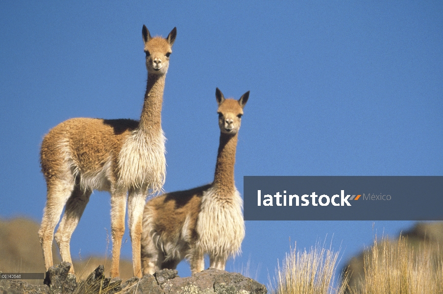 Par de Vicuña (Vicugna vicugna), un camélido salvaje de los Andes alta explotados por su lana extrem