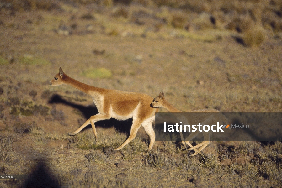 Vicuña (Vicugna vicugna) silvestre Andina camélidos familia corriente, velocidad de 45 kilómetros po