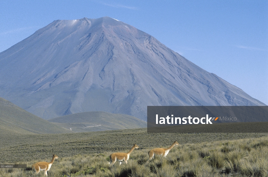 Rebaño familiar de Vicuña (Vicugna vicugna) con niebla volcánica en el fondo, 5.820 metros elevación