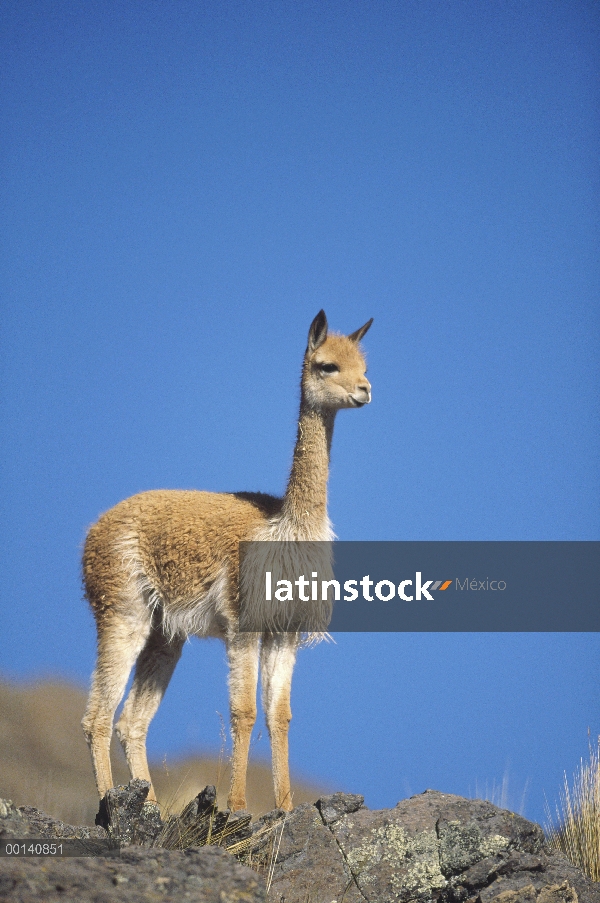 Vicuña (Vicugna vicugna) silvestre Andina camélidos en altos Andes explotados por su lana extremadam