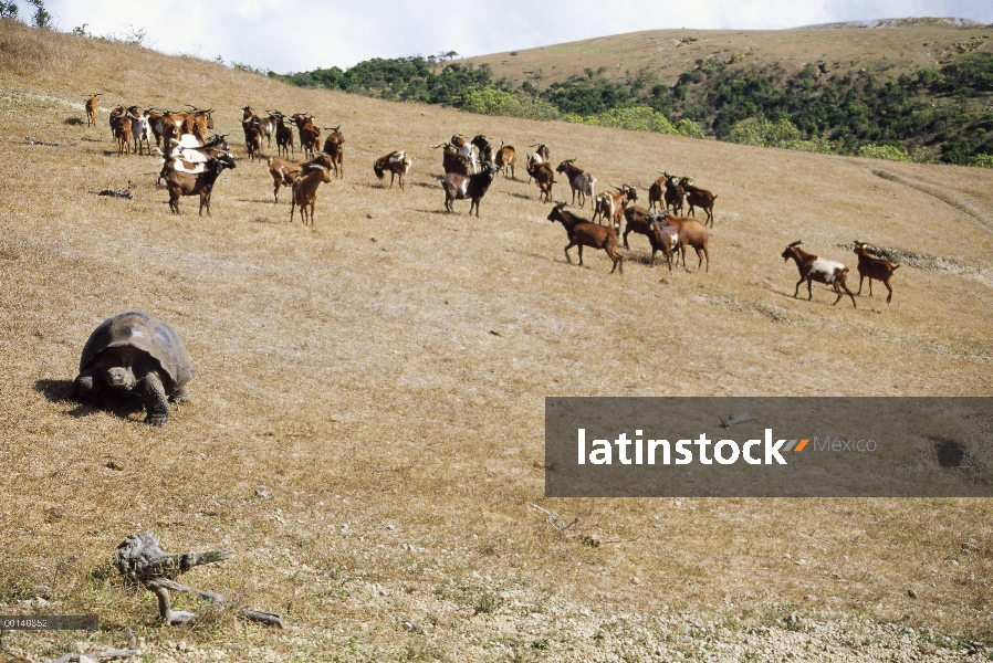 Manada de cabras salvajes (hircus de Capra), nueva invasión causando rápida desertización de último 