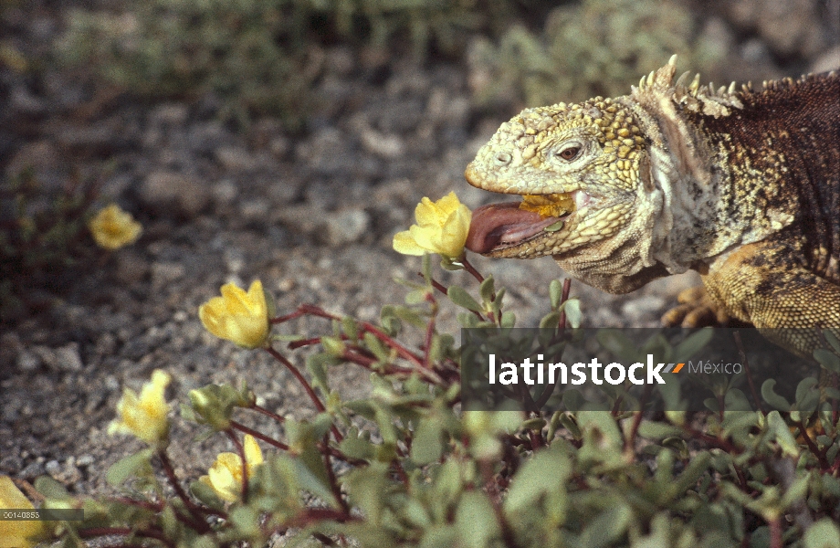 Iguana terrestre de Galápagos (Conolophus subcristatus) alimentándose de flores de rosa de musgo (Po