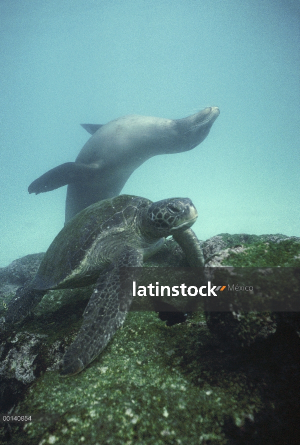 Cachorro de León marino de Galápagos (Zalophus wollebaeki) retozando alegremente alrededor de alimen