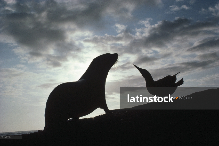 Cachorro de lobo marino de Galápagos (galapagoensis de Arctocephalus) y Piquero de patas azules (Sul