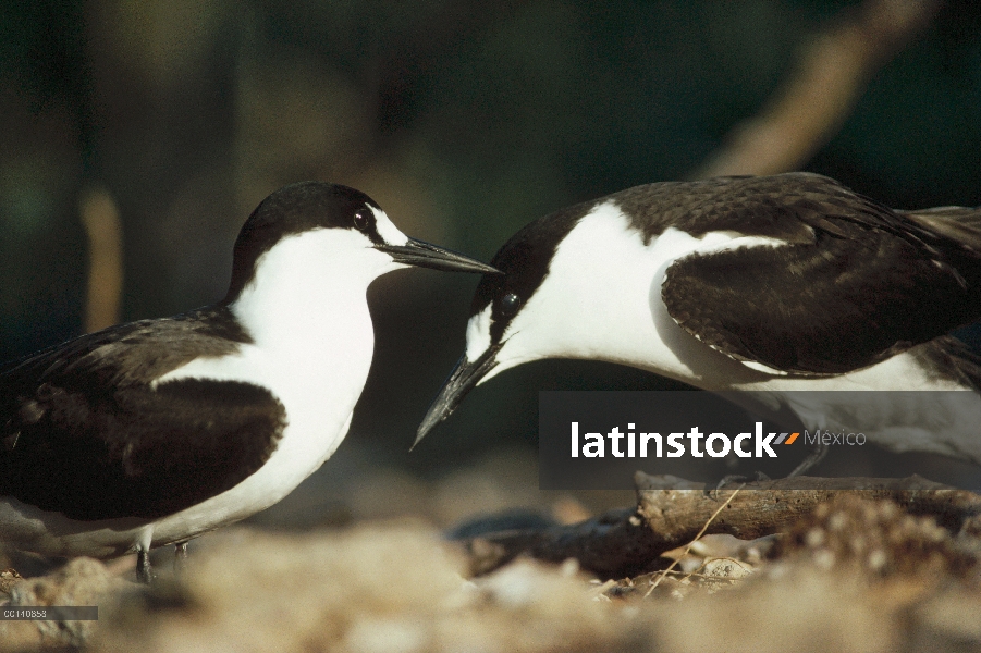 Par de negrilla Tern (Onychoprion fuscatus) cortejar, easternmost Océano Pacífico Colonia, Isla Culp