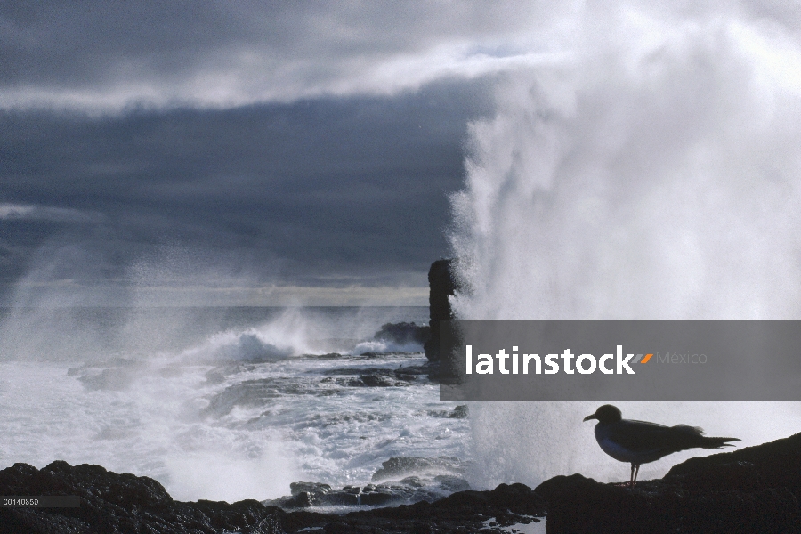 Gaviota tijereta (Creagrus furcatus) en la costa de surf-golpeado con espiráculo, Punta Suárez, isla