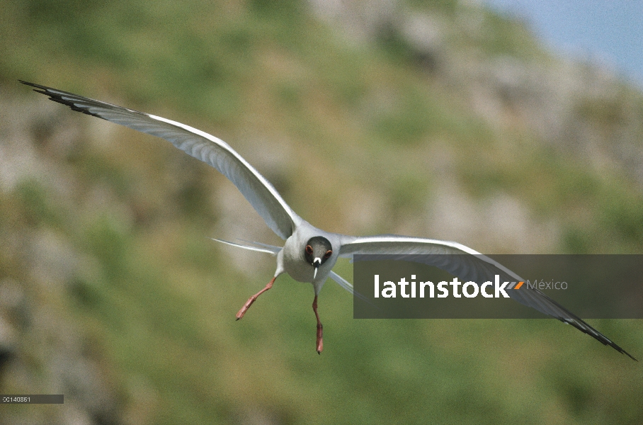 Gaviota tijereta (Creagrus furcatus) volando, acercando a anidación acantilado, torre de la isla, Ga