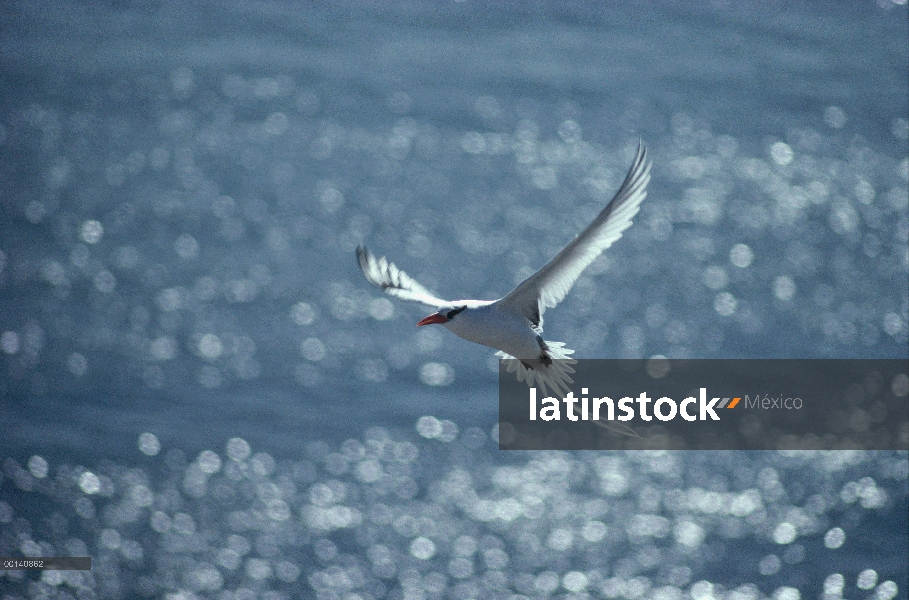 Y gaviota (Creagrus furcatus) volando, mostrando predominante blanco coloración, Isla Wenman, las Is