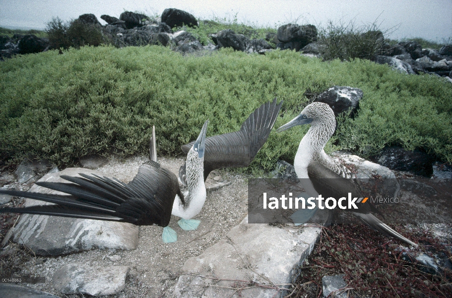 Mostrar la patas par de piquero (Sula nebouxii) en el cortejo, Punta Suárez, campana isla, Galápagos