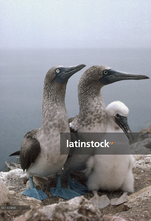 Par de piquero (Sula nebouxii) patas con chick, Daphne isla, Galápagos, Ecuador