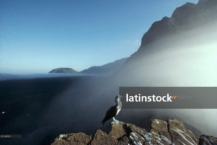 Piquero de patas azules (Sula nebouxii) percha sobre afloramiento rocoso en la niebla, Vicente Roca,