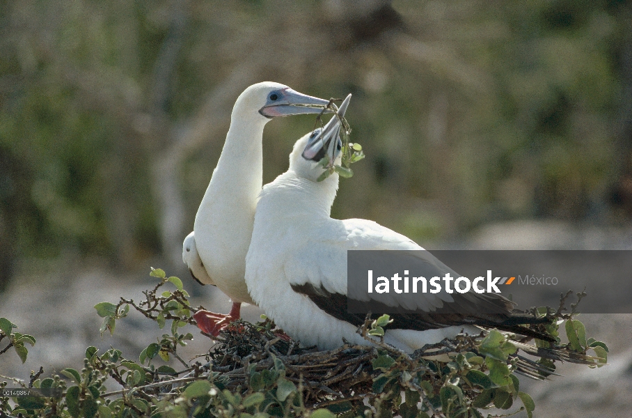 Rojo-footed Booby (Sula sula) morfo blanco par construcción de nido en árbol, Isla Culpepper, Galapa