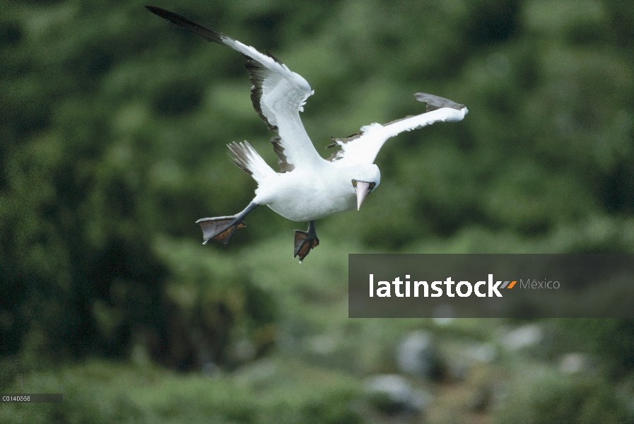 Piquero enmascarado (Sula dactylatra) volando, viniendo a la tierra en cliff edge, Isla Wenman, Gala