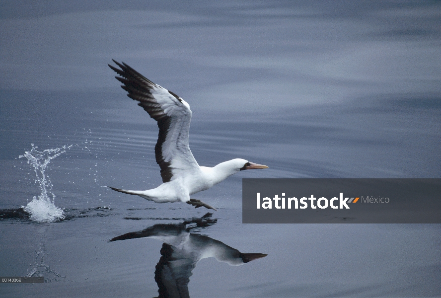 Piquero enmascarado (Sula dactylatra) despegaba de mar abierto, Islas Galápagos, Ecuador