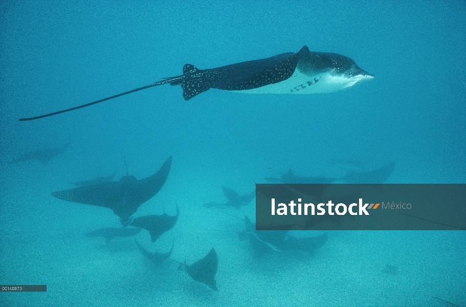 Visto rayo de águila (Aetobatus narinari) escolaridad en grupo protector, Islas Galápagos, Ecuador