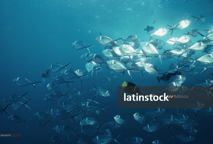 Acero escolaridad de pámpano (Trachinotus stilbe) a lo largo de la pared expuesta, Isla Wenman, Isla