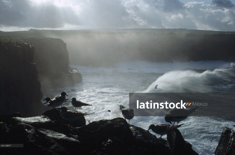 Grupo de gaviota (Creagrus furcatus) y descansar a lo largo del acantilado batido de surf, Punta Suá