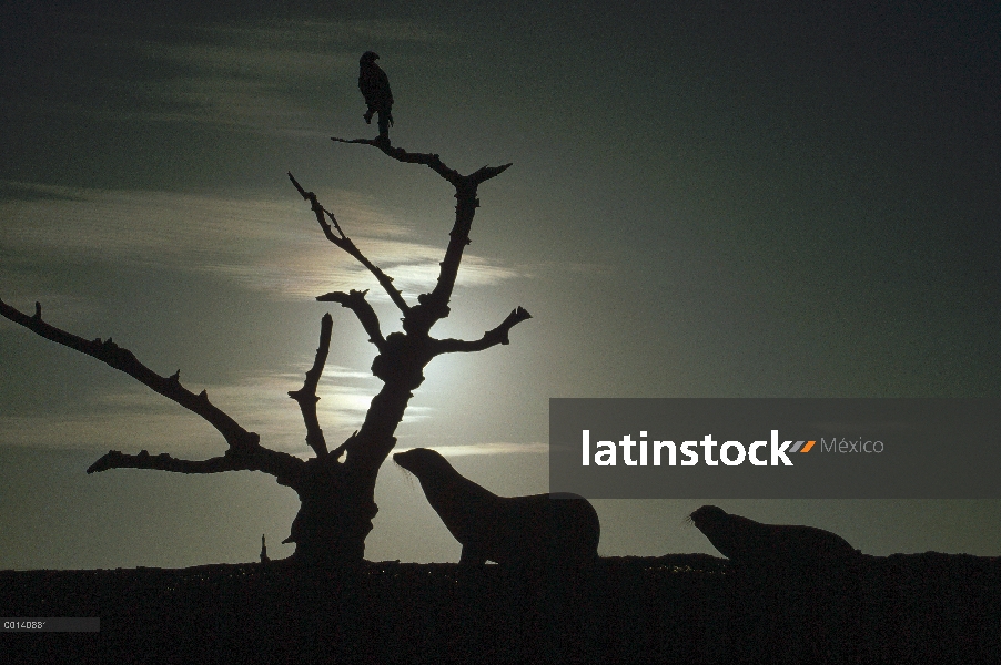 León marino de Galápagos (Zalophus wollebaeki) y hawk cerca de pega de manglares al amanecer, Punta 