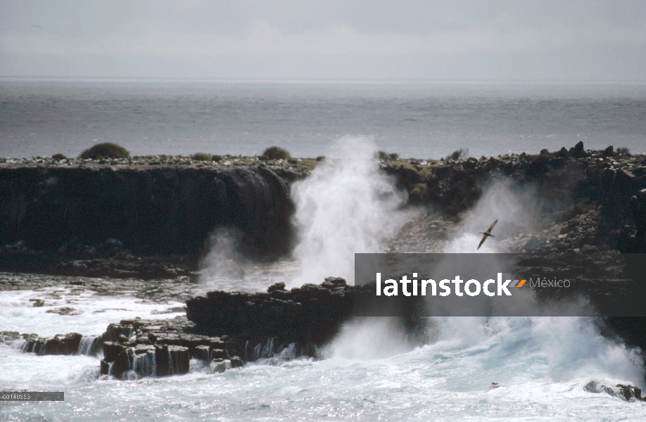 Albatros (Diomedea sp) y espiráculo por surf golpeado Costa, Galápagos, Ecuador