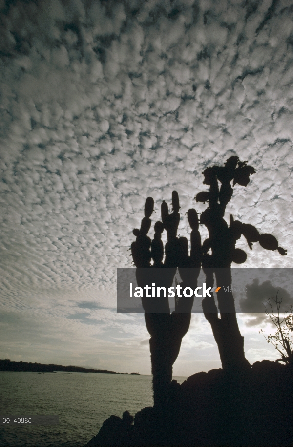 Opuntia (Opuntia sp) y (Jasminocereus sp) cultivo en acantilado contra el cielo aborregado de madrug