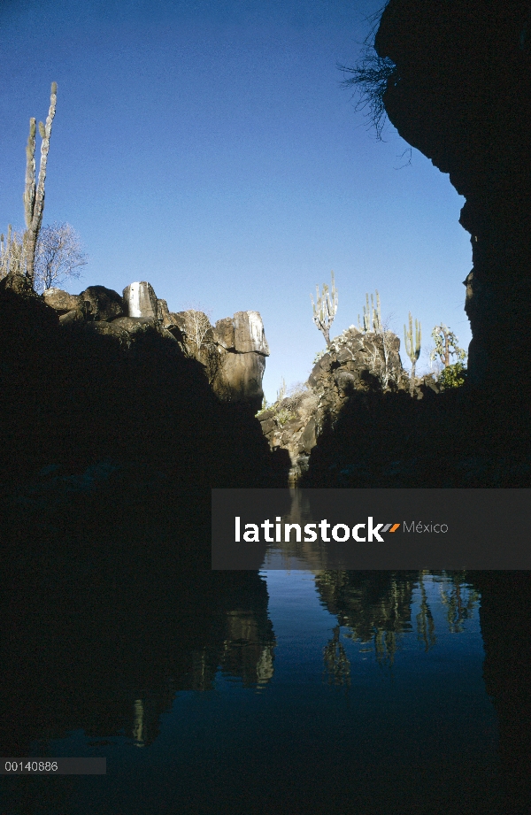 Tachonados de cactus canales, Academia Bay, isla de Santa Cruz, Islas Galápagos, Ecuador