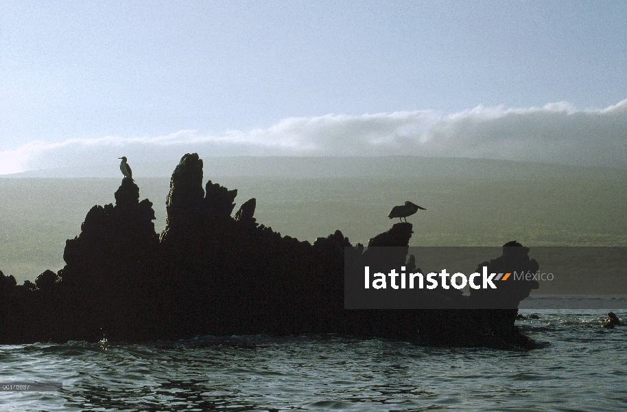 Pelícano Pardo (Pelecanus occidentalis) y Piquero de siluetas en irregular lava Costa, Bahía Urvina,