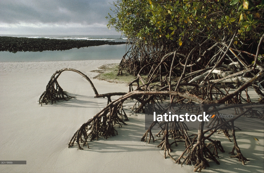 Apoyos de raíces aéreas de mangle rojo (Rhizophora mangle) creciendo en arena, Tortuga Bay, isla de 