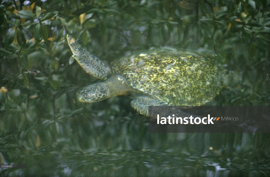 Tortuga verde (Chelonia mydas) en peligro de extinción, Islas Galapagos, Ecuador