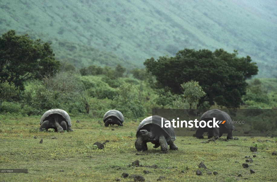 Tortuga gigante de Galápagos (Chelonoidis nigra) grande los machos en el piso de la caldera, volcán 