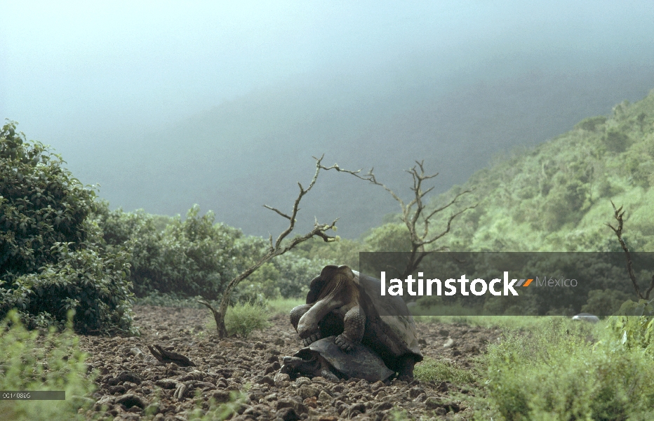 Pareja de tortuga gigante de Galápagos (Chelonoidis nigra) de acoplamiento en el piso de la caldera 