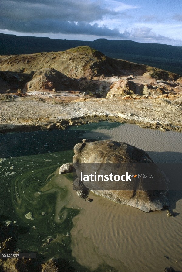 Tortuga gigante de Galápagos (Chelonoidis nigra) revolcándose en la piscina en el borde de la calder