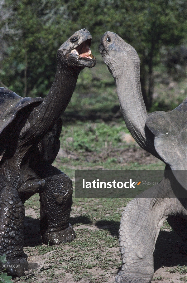 Mostrar la tortuga gigante de Galápagos (Chelonoidis nigra) agresivo, volcán Alcedo, Isla Isabel, Ga