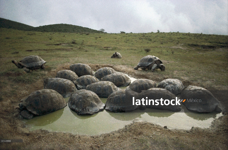 Grupo de la tortuga gigante de Galápagos (Chelonoidis nigra) revolcándose en la piscina en el piso d