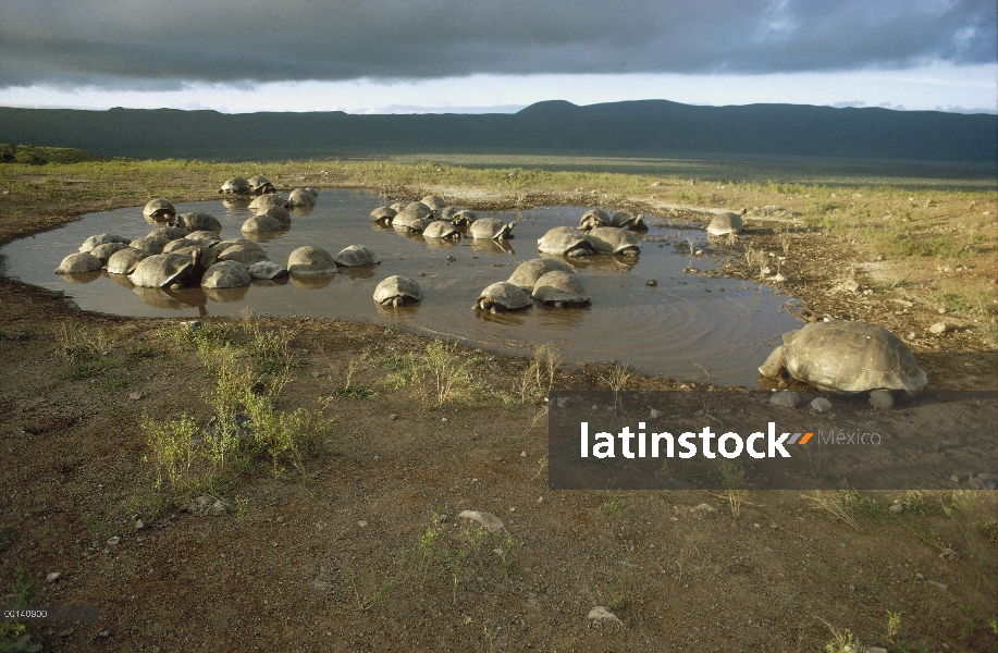 Grupo de la tortuga gigante de Galápagos (Chelonoidis nigra) revolcándose en la piscina interior de 