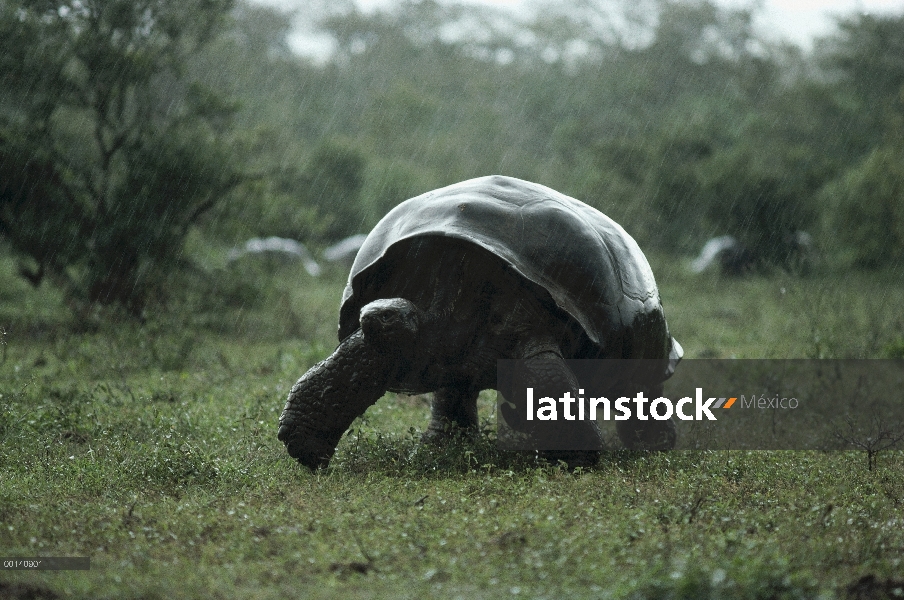 Tortuga gigante de Galápagos (Chelonoidis nigra) en el aguacero de la temporada de lluvias en el pis