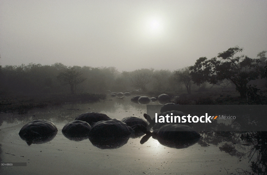 Grupo de la tortuga gigante de Galápagos (Chelonoidis nigra) revolcándose en la piscina interior de 