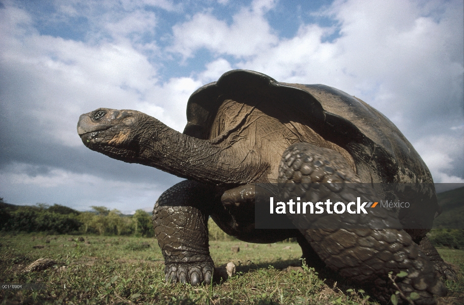 Gran macho de tortuga gigante de Galápagos (Chelonoidis nigra) en época de lluvias, baja de la calde