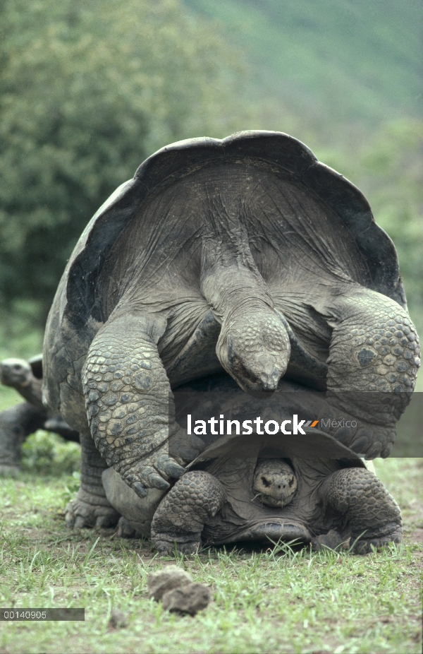 Pareja de tortuga gigante de Galápagos (Chelonoidis nigra) apareamiento durante la temporada de lluv