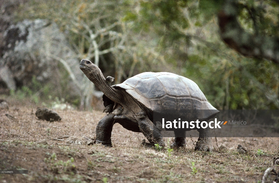 Grupo de Pinzón (difficilis sp) de Darwin recogiendo las garrapatas de volcán Alcedo tortuga gigante