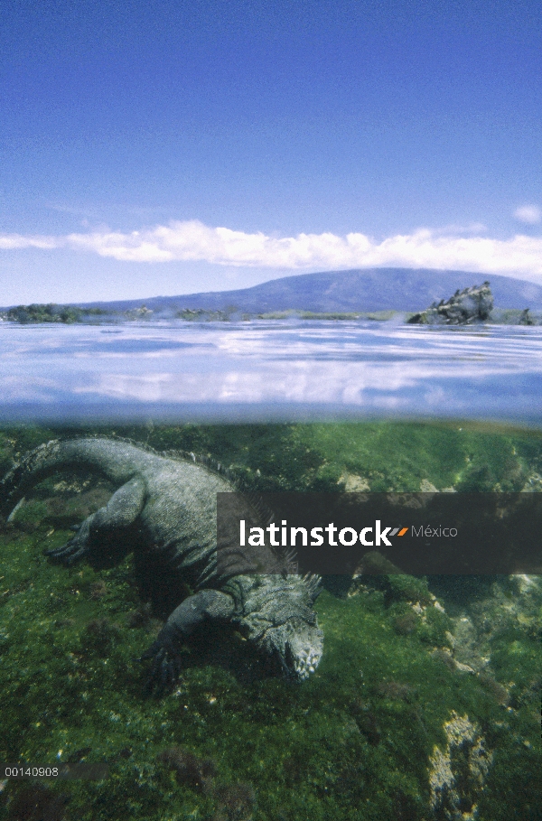 Marine Iguana (Amblyrhynchus cristatus) bajo el agua alimentándose de algas en aguas poco profundas 