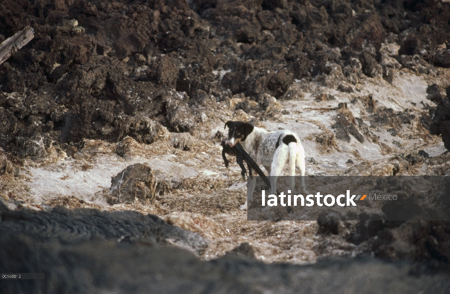 Perros salvajes (Canis familiaris) depredando sobre la Iguana marina (Amblyrhynchus cristatus), las 