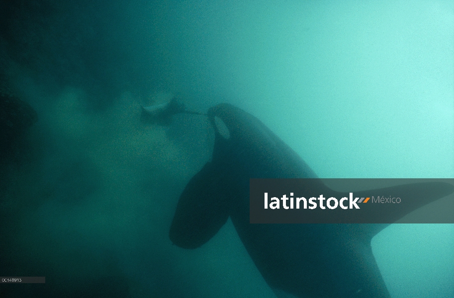 Macho de Orca (Orcinus orca) comer pastinaca (Dasyatis sp), isla de Santa Cruz, Islas Galápagos, Ecu