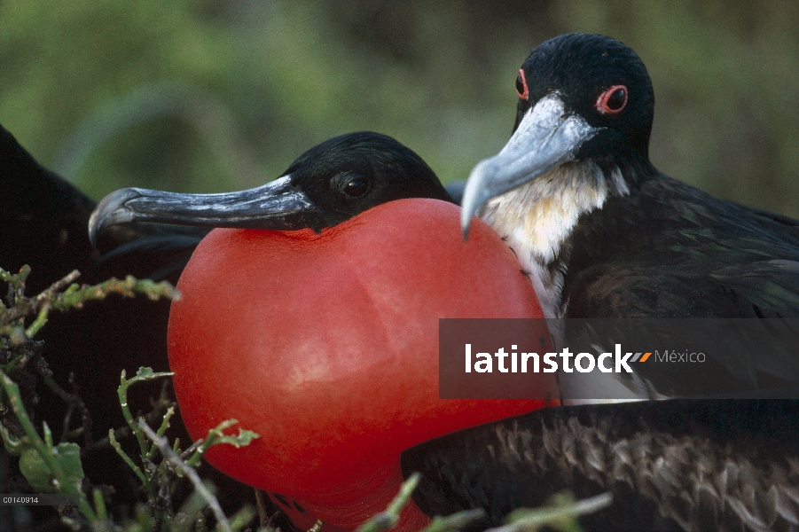 Gran hombre Frigatebird (Fregata minor) en la exhibición de cortejo con bolsa gular extendida con mu