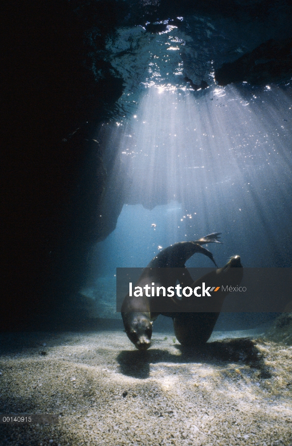 León marino de Galápagos (Zalophus wollebaeki) crías juguetonas retozando en gruta submarina, Bahía 
