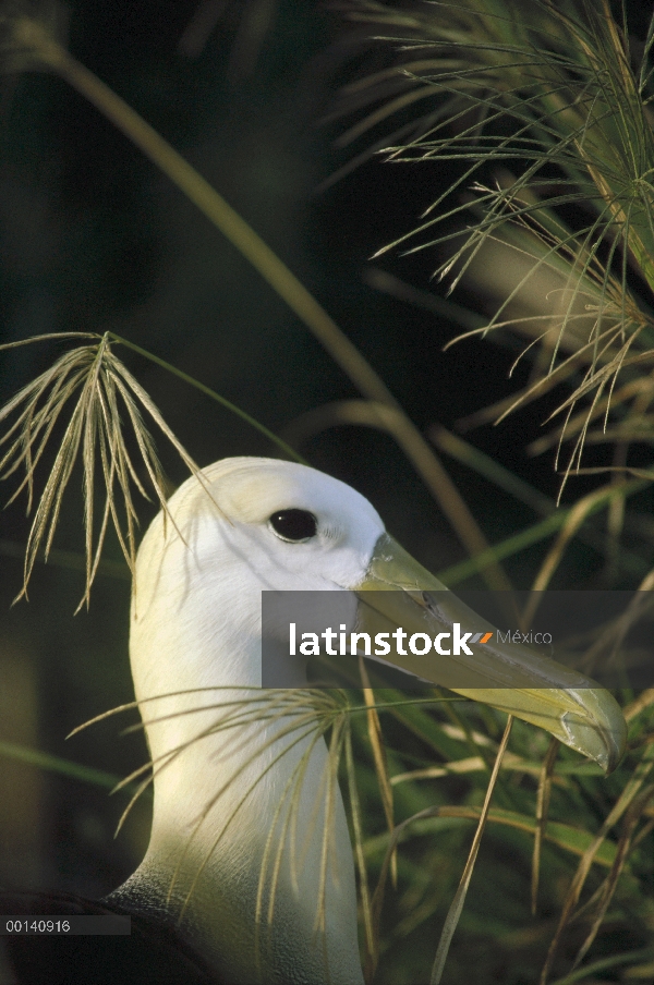 Saludó adulto de (Galápagos Phoebastria irrorata) Albatros llegando a Colonia de anidación después d