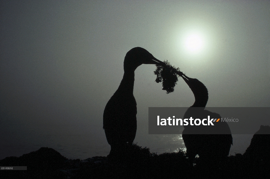 Cormorán no volador (Phalacrocorax harrisi) presenta mate con ceremonial nido edificio Don, cabo Dou